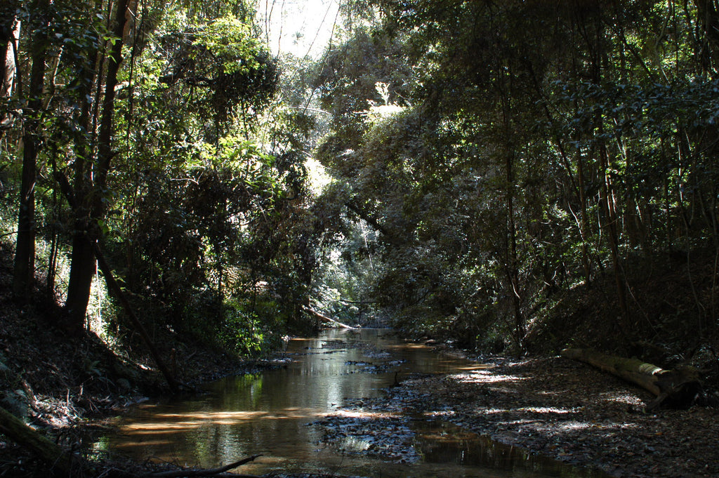 an image showing the ourimbah creek